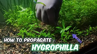 How to propagate HYGROPHILA plant in aquarium 🌱  Hygrophila Propagation  LushAqua [upl. by Saoj399]