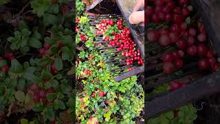 wildberry harvesting lingonberry cranberry blueberry berryfarm [upl. by Heinrike547]