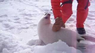 Baby seal squeals [upl. by Pam]