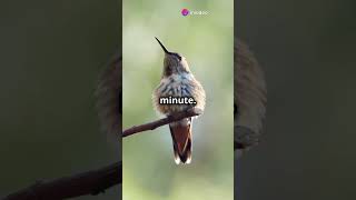 MindBlowing Hummingbird Facts You Didnt Know [upl. by Gawain245]