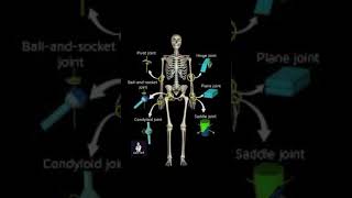 Condyloid and saddle joints [upl. by Bellamy]