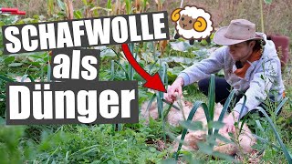 Mit Schafwolle im Garten richtig düngen 🐑 [upl. by Damle706]