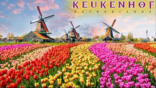 KEUKENHOF 🇵🇾 Flower Garden  The Netherlands in spring  Tulip Garden  keukenhof netherlands [upl. by Lamoree478]