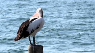 Australian Pelican Pelecanus conspicillatus  Brillenpelikan 4 [upl. by Aknaib]