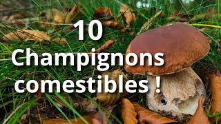 Reconnaître 10 CHAMPIGNONS COMESTIBLES facilement  Mes astuces [upl. by Maer]