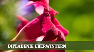 Dipladenie überwintern Rosen Sukkulenten und Bodendecker  Folge 02 [upl. by Erodoeht]