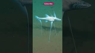 Tripod Fish theword20sanimalsfishworldsnaturalwondersshortwildlifeshortsviral [upl. by Trinee]