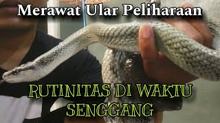 MEMANDIKAN ULAR GONYOSOMA JANSENII [upl. by Shermie]