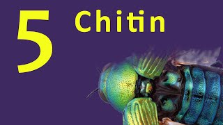 Chitin  Exoskeleton  Polysaccharide [upl. by Ettennej509]