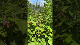 Berry picking season in Finland 🇫🇮 [upl. by Barbara-Anne728]