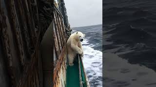 🐻‍❄️ Tiny Polar Bears Heartwarming Rescue 😍 PolarBearRescue WildlifeConservation ArcticAnimals [upl. by Stegman923]