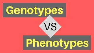 Genotype vs Phenotype  Understanding Alleles [upl. by Aiciled]