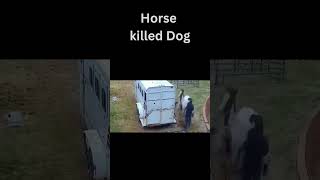 Horse kick killed dog [upl. by Eilsehc]