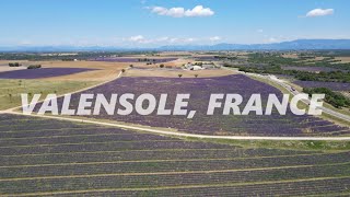 Lavender Fields by Drone Valensole France [upl. by Florida]