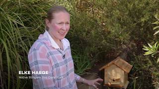 Native Bees in Barangaroo Reserve [upl. by Ilowell836]