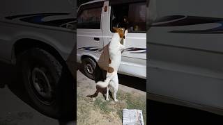 Jaldi gaadi kholo doglover dogs youtubeshorts shortsviral animals [upl. by Aidnahs]