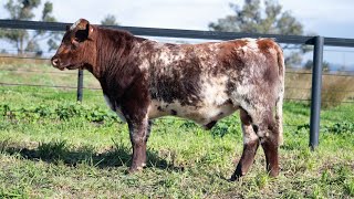 Lot 34  Turanville Shorthorns 2024 Bull Sale [upl. by Byrle]