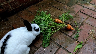 HARVESTING Red Cored Chantenay Carrot [upl. by Gnilsia]