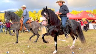 ⭐ CABALLOS BAILADORES EN LA CABALGATA SURUTATO 2022  4K P2 [upl. by Menzies550]