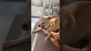 Dog bite dog niki chihuahua funny nikiangry puppy pets sukhasankastar [upl. by Dichy321]