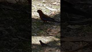 SPOTTED Crimson rosella [upl. by Nereil]