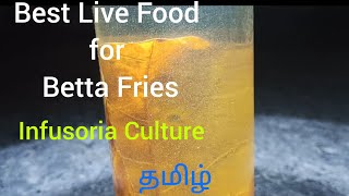 Best Live Food for Betta Fries  Infusoria  Tamil  தமிழ்  SR Aquarium [upl. by Lodmilla446]