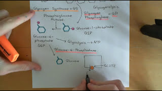 Cyclic AMP Signalling Part 5 [upl. by Craw]