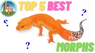 TOP 5 BEST leopard gecko MORPHS  INTERMEDIATE edition [upl. by Osanna879]