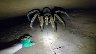 100 Biggest Spiders in The World [upl. by Haimes149]