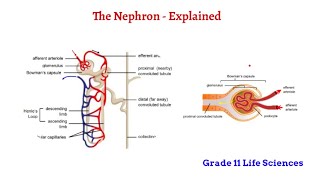 The Nephron  Excretion Grade 11 Life Sciences [upl. by Hanfurd504]