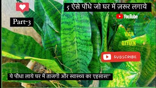 Evergreen PlantSnake Plant ताजगी से भरपूर है ये पौधा। Purifies OxygenToxic pollutants out [upl. by Franciska]