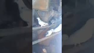 Kalshera  Kaldoma  Full Shera  Lalshera  All Gerebaj Pigeon viralvideo shorts pigeonkingrd [upl. by Maillw]