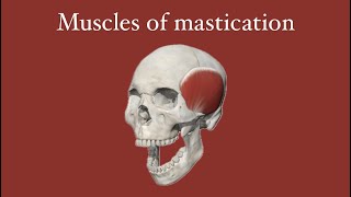 Muscles of mastication part 2 [upl. by Ahsielat]