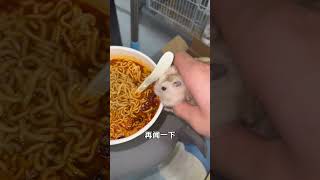 深夜馋鼠记鼠鼠 仓鼠🐹 鼠鼠我呀 仓鼠 养鼠日常分享 [upl. by Silrac]