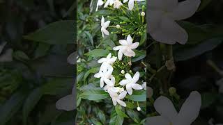 Tabernaemontana divaricata crape jasmine evergreen flowering shrubFamilyApocynaceae [upl. by Manoop]