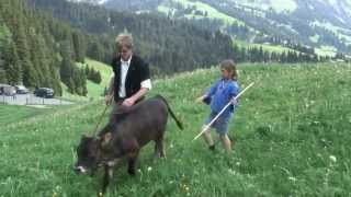 SWISS LAUENEN ZUGLE INALPES COWS [upl. by Asirac]