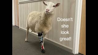 Sheep Named Cat Gets A Prosthetic [upl. by Ynatirb]