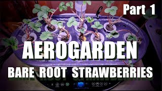 AEROGARDEN BARE ROOT STRAWBERRIES PART 1 [upl. by Alleciram245]