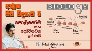 AL Molecular Biology  6 Polysomes and Protein modification පොලිසෝම හා ප්‍රෝටීනවල ඉරණම [upl. by Yeltsew]