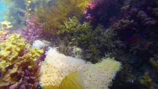 Aplysia Californica Sea Hares coupling underwater  making eggs [upl. by Llerrej666]