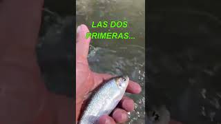 LAS DOS PRIMERAS pesca cuidemoslosrios fishing bryconhenni [upl. by Stanislaus]