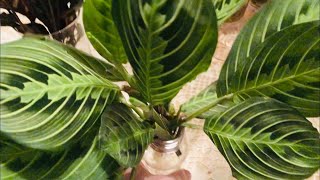 Maranta Prayer Plants  Water Propagation and Water Culture Growing [upl. by Okimuy]