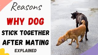 Why Do Dogs Stick Together After Mating  Why cant dogs separate after mating What You Have To Do [upl. by Undine]