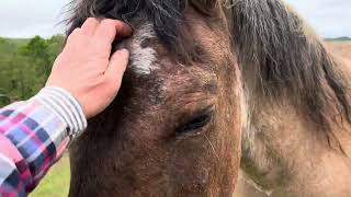 Introducing Bud The Mustang And Ponyboy The Appaloosa Pony [upl. by Helprin]