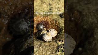 Limpets on Rocks [upl. by Kus]