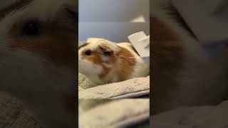 Guinea Pig Gets Brushed [upl. by Dash]