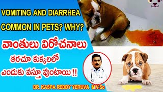 Why Vomitings and Diarrhea Parvo Disease in Dogs so common in Dogs  parvo dog virus treatment [upl. by Akila]