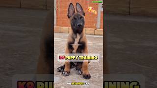 🔥 Malinois 5Meter High Jump A Journey from Pup to Pro dog k9dogtraining belgianmalinois [upl. by Ahsila]