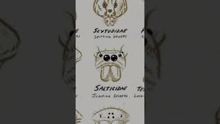 TYPES OF SPIDERS JUMPING SPIDER Part1salticidae ivedofficial22 short scary [upl. by Kath]