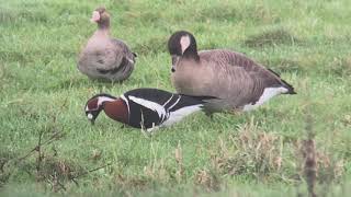 Redbreasted goose  Branta ruficollis  Roodhalsgans [upl. by Odnavres]